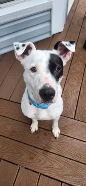 Kris, Pit Bull Terrier, young, available for adoption