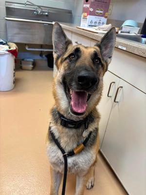Diego, German Shepherd Dog, young, available for adoption