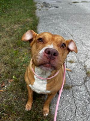 MJ, Pit Bull Terrier, senior, available for adoption