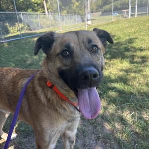 A brown and black dog with a purple leash, standing outdoors on a grassy field with a chain-link fence in the background. The dog is panting with its tongue out.