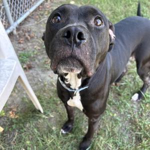A black dog with a white patch on its chest, wearing a collar, looking up with its mouth slightly open.