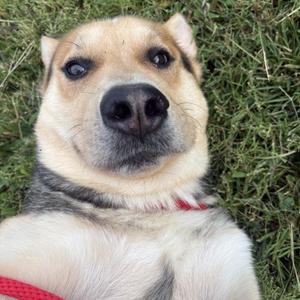 Scout, German Shepherd Dog / Husky, adult, available for adoption