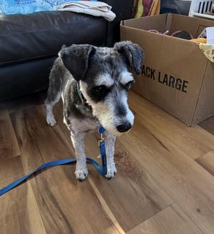 a small dog standing on a wooden floor with a blue leash