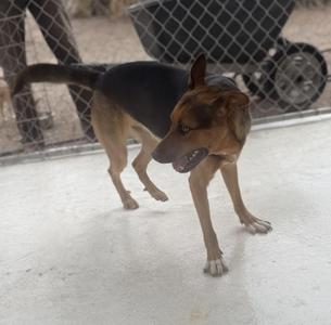 Cosmo, German Shepherd Dog, young, available for adoption