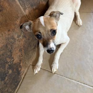 Lavender, Chihuahua / Jack Russell Terrier, young, available for adoption