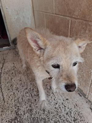 A light-colored dog with a fluffy coat and pointed ears is standing on a concrete surface. The dog is looking directly at the camera with a slightly sad expression. The background consists of a tiled wall and a doorway.