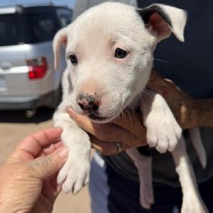 Saturn, Labrador Retriever, puppy, available for adoption