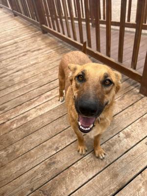 Brownie, Shepherd, adult, available for adoption