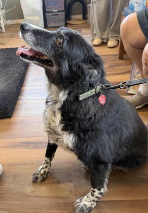 Gracie, Border Collie, adult, available for adoption