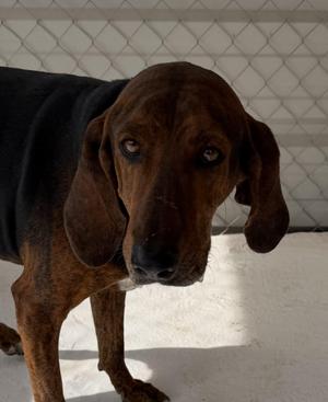 Trigger, Bloodhound, adult, available for adoption