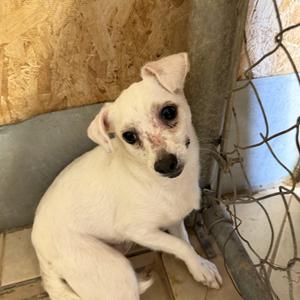 Denver, Chihuahua / Jack Russell Terrier, young, available for adoption