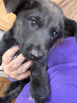 Warlock, German Shepherd Dog, puppy, available for adoption