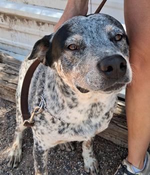 Arti, Australian Cattle Dog / Blue Heeler, adult, available for adoption