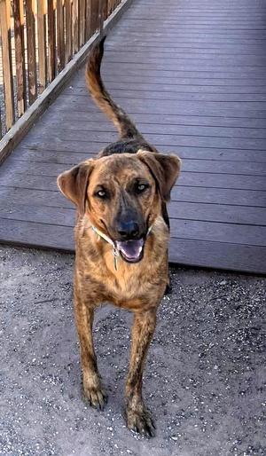 Noel, Mountain Cur / Plott Hound, adult, available for adoption