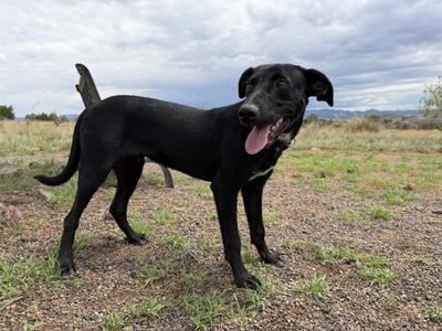 Jupiter, Hound, young, available for adoption
