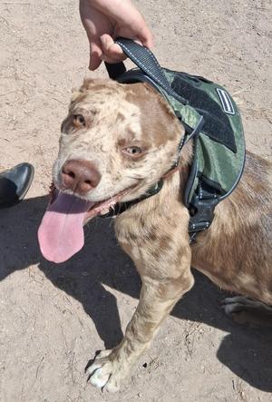 Colt, Catahoula Leopard Dog, young, available for adoption