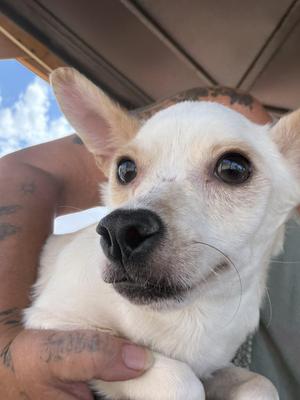A close-up of a white dog with large ears and dark eyes being held by a person.
