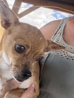 Arizona, Chihuahua / Jack Russell Terrier, young, available for adoption