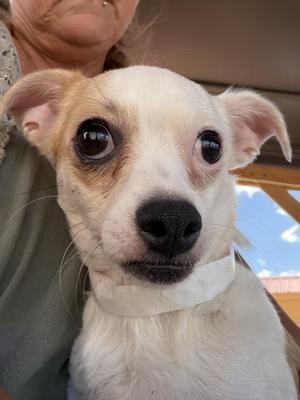 Fannie, Chihuahua / Jack Russell Terrier, young, available for adoption