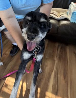 Rocket, Standard Poodle / Miniature Schnauzer, young, available for adoption