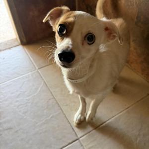 Dakota, Chihuahua / Jack Russell Terrier, young, available for adoption