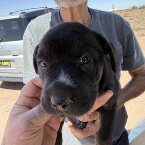Mercury, Labrador Retriever / Boxer, puppy, available for adoption