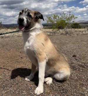 a dog sitting on a dirt ground with a green leash attached to its collar, looking up with its mouth open and tongue out, against a backdrop of a cloudy sky and sparse vegetation