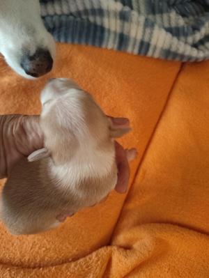 Lucie, Chihuahua / Dachshund, puppy, available for adoption