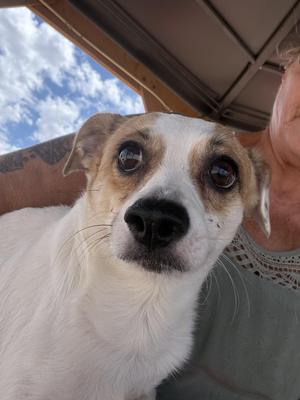 Wash, Chihuahua / Jack Russell Terrier, young, available for adoption