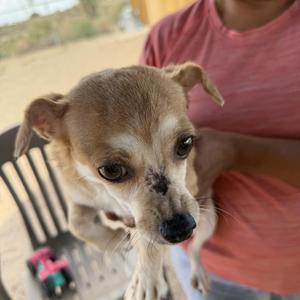 Jersey, Chihuahua / Jack Russell Terrier, young, available for adoption