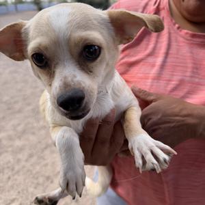 Carolina, Chihuahua / Jack Russell Terrier, young, available for adoption