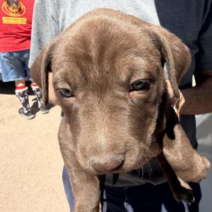 Earth, Labrador Retriever, puppy, available for adoption