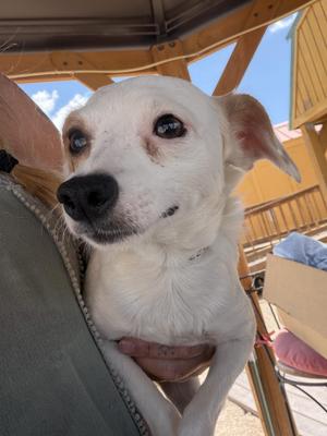 Endie, Chihuahua / Jack Russell Terrier, young, available for adoption