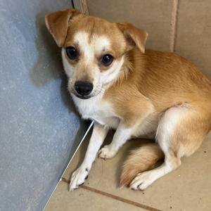 Cal, Chihuahua / Jack Russell Terrier, young, available for adoption