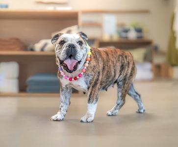 A bulldog wearing a colorful beaded necklace stands in a room with shelves in the background.