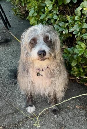 Pepper, Terrier / Miniature Schnauzer, adult, available for adoption
