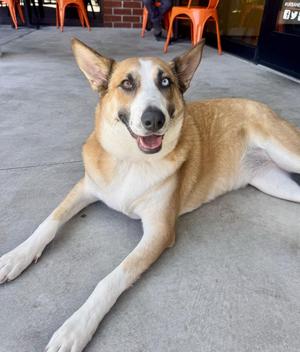 Chani, Siberian Husky / Australian Shepherd, adult, available for adoption