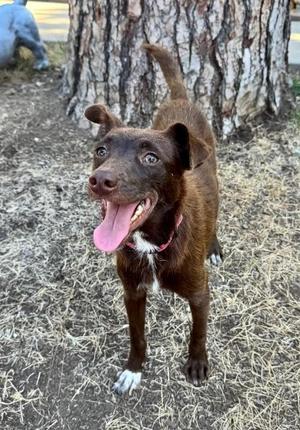 Kitty, Australian Kelpie / Mixed Breed, adult, available for adoption