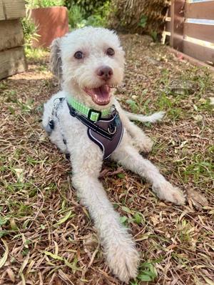 Harry, Poodle, adult, available for adoption