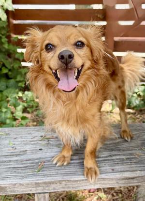 Wyatt, Papillon, adult, available for adoption