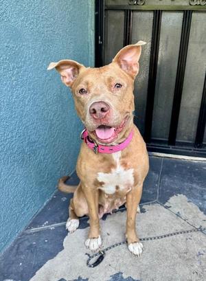 Winnie, Pit Bull Terrier, adult, available for adoption
