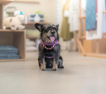 A small dog with shaggy fur and a purple collar sitting on a wooden floor.