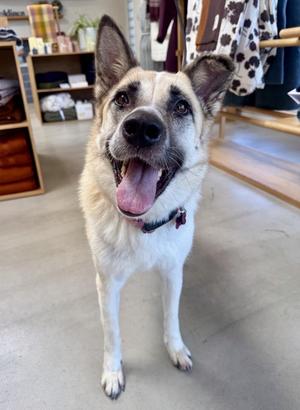 Cleopatra, Shepherd / Mixed Breed, adult, available for adoption