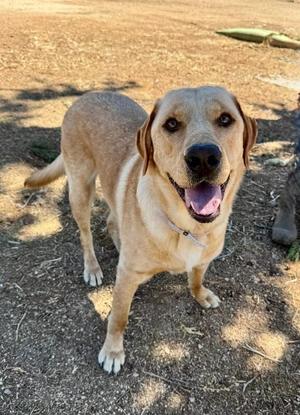 Teddy, Yellow Labrador Retriever, adult, available for adoption