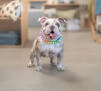 A bulldog wearing a colorful beaded collar, standing indoors with a blurred background.
