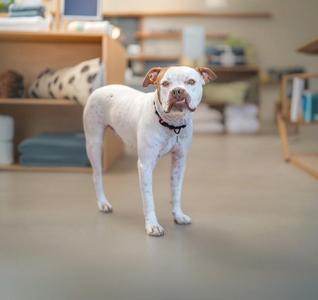 A white dog with brown patches standing on a wooden floor in a room with shelves and books in the background.