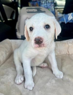 Ducky, Labrador Retriever / Mixed Breed, adult, available for adoption
