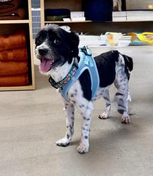 Asher, Havanese / Lhasa Apso, adult, available for adoption