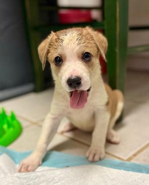 Cera, Labrador Retriever / Mixed Breed, young, available for adoption