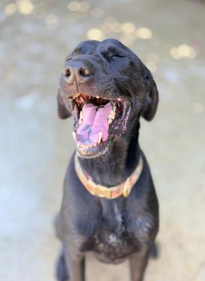A black dog with a wide open mouth, showing its teeth and tongue, wearing a colorful collar.